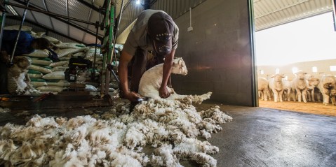 SA wool farmers fear the worst if China ban continues