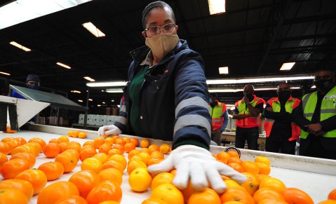 SA citrus farmers feel the squeeze after EU detains more than 1,000 containers of produce