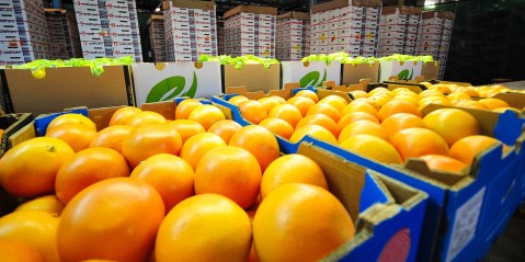 SA takes on EU in dispute over stringent new regulations on exporting oranges