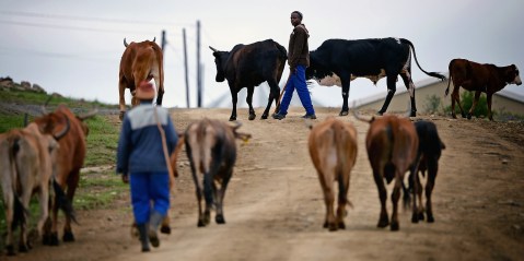 Foot-and-mouth disease forces cattle movement ban in SA