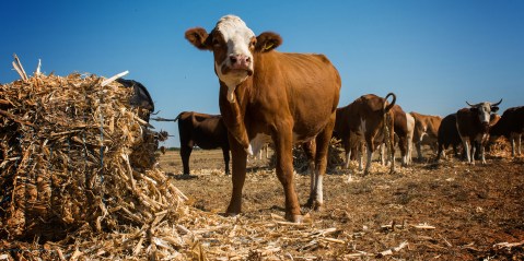 SA’s cattle industry commends Botswana for its swift action on suspected foot-and-mouth disease outbreak