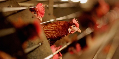 SA chicken producers in a flap over suspension of anti-dumping duties on imported poultry