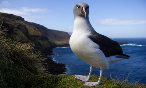 Good news for seabirds – the days of the Marion Island mice are numbered if an eradication project gets off the ground