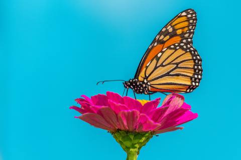 The Monarch butterfly, a toxic yet mesmerizing flying artwork