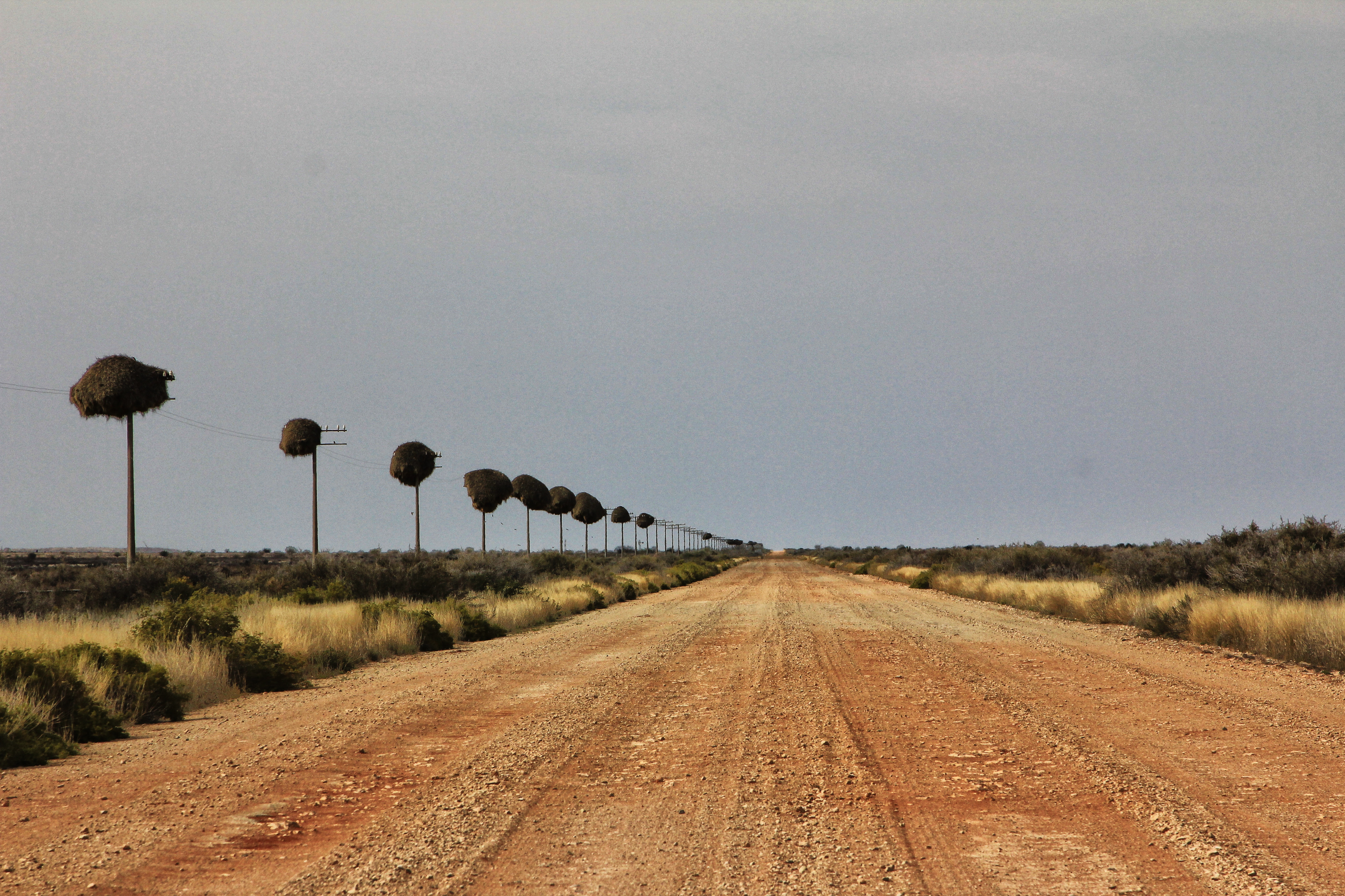 The Lollipop Highway of sociable weaver nests leading the traveller to Putsonderwater Station.