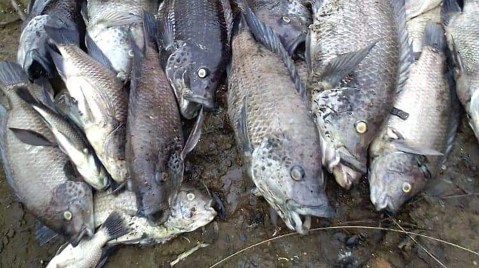 Sewage spill killed Isipingo Beach Lagoon fish, say activists