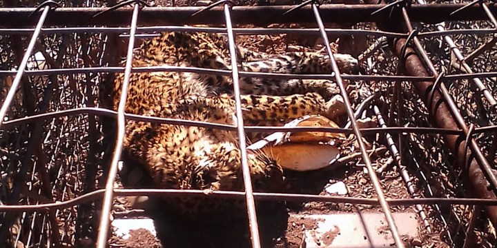 Uniondale farmer charged after allegedly leaving trapped leopard to die of thirst