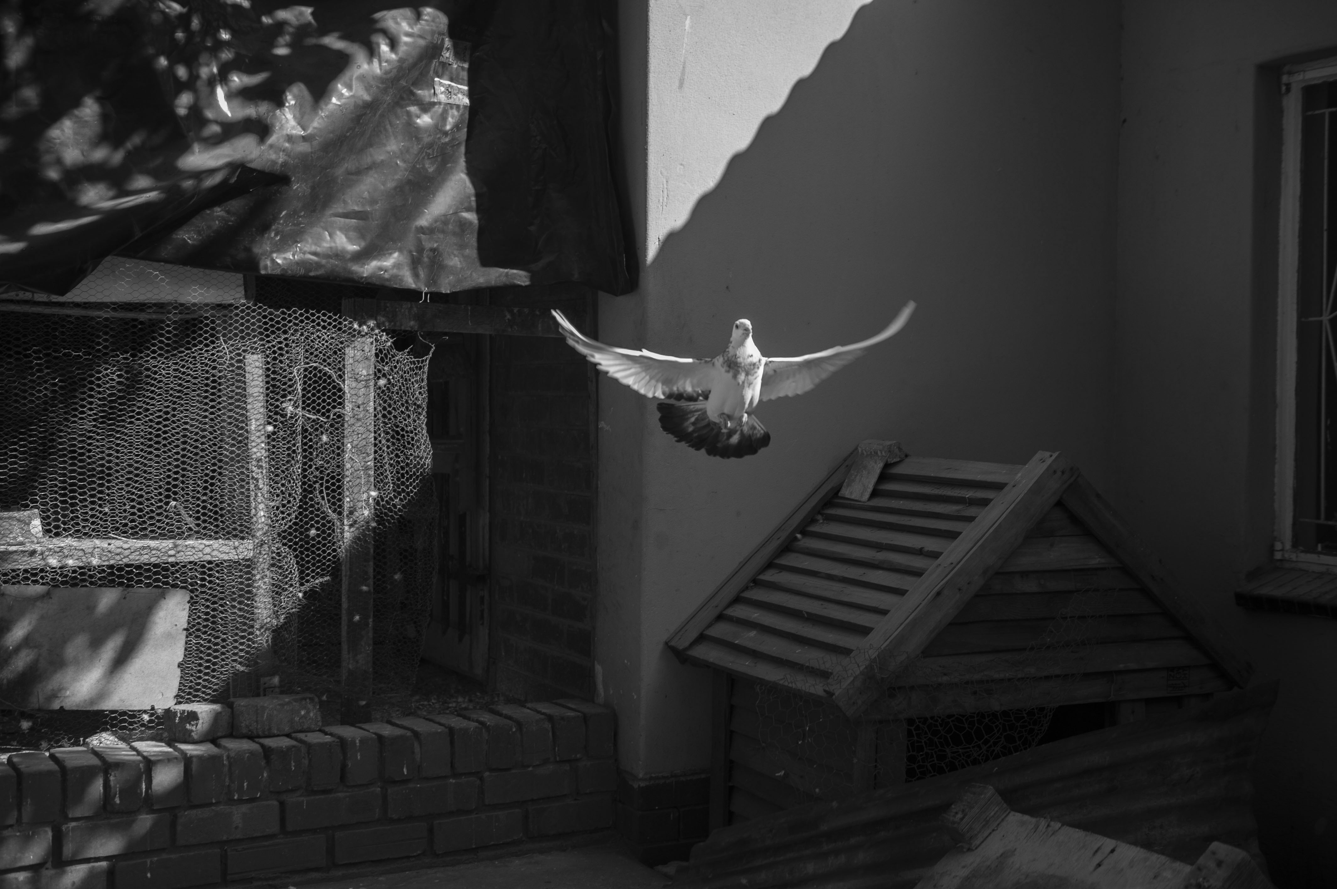 A pigeon owned by Tatenda Gwaze flies out of its loft.