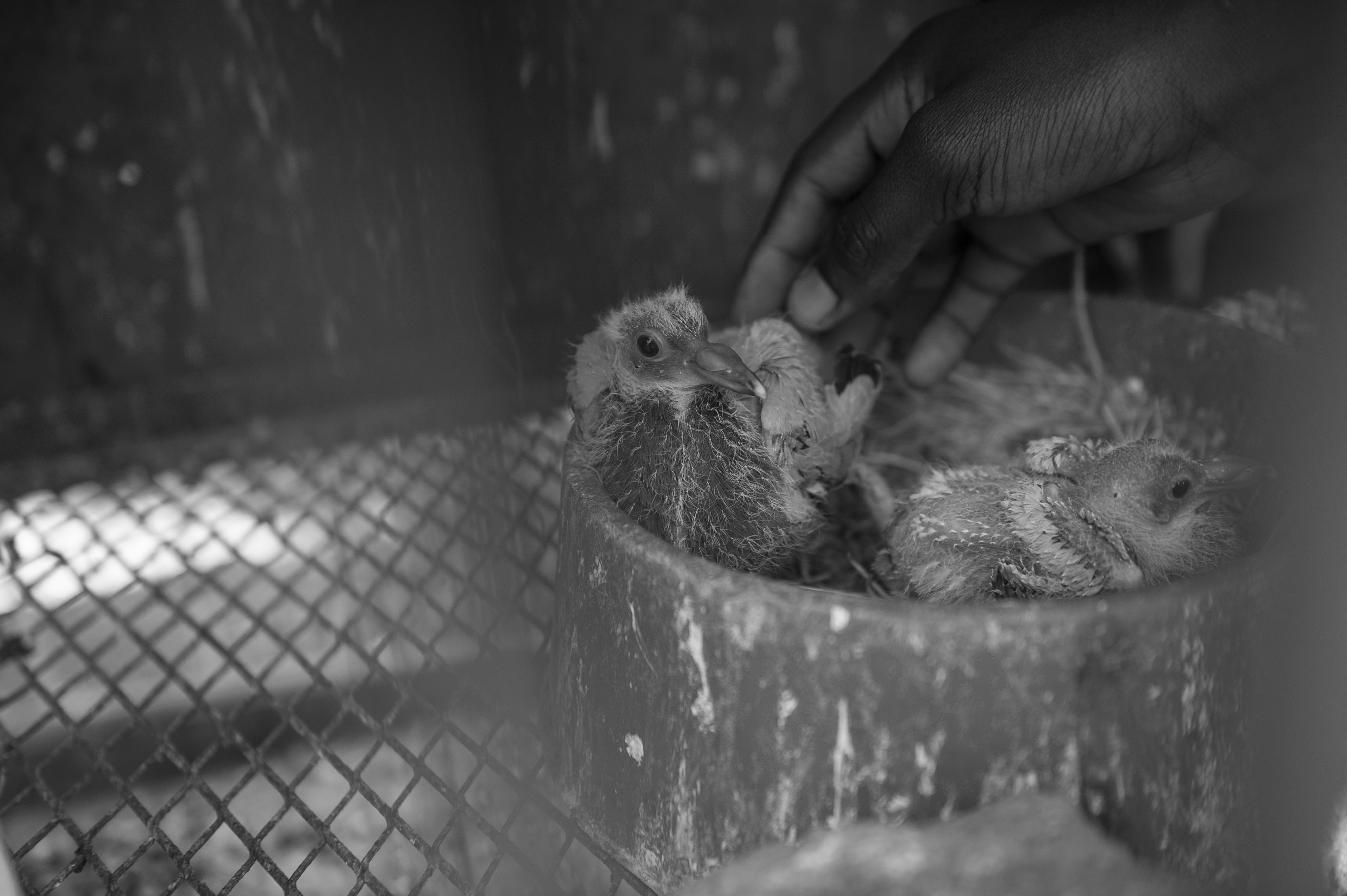 Pigeon chicks bred by Tatenda Gwaze