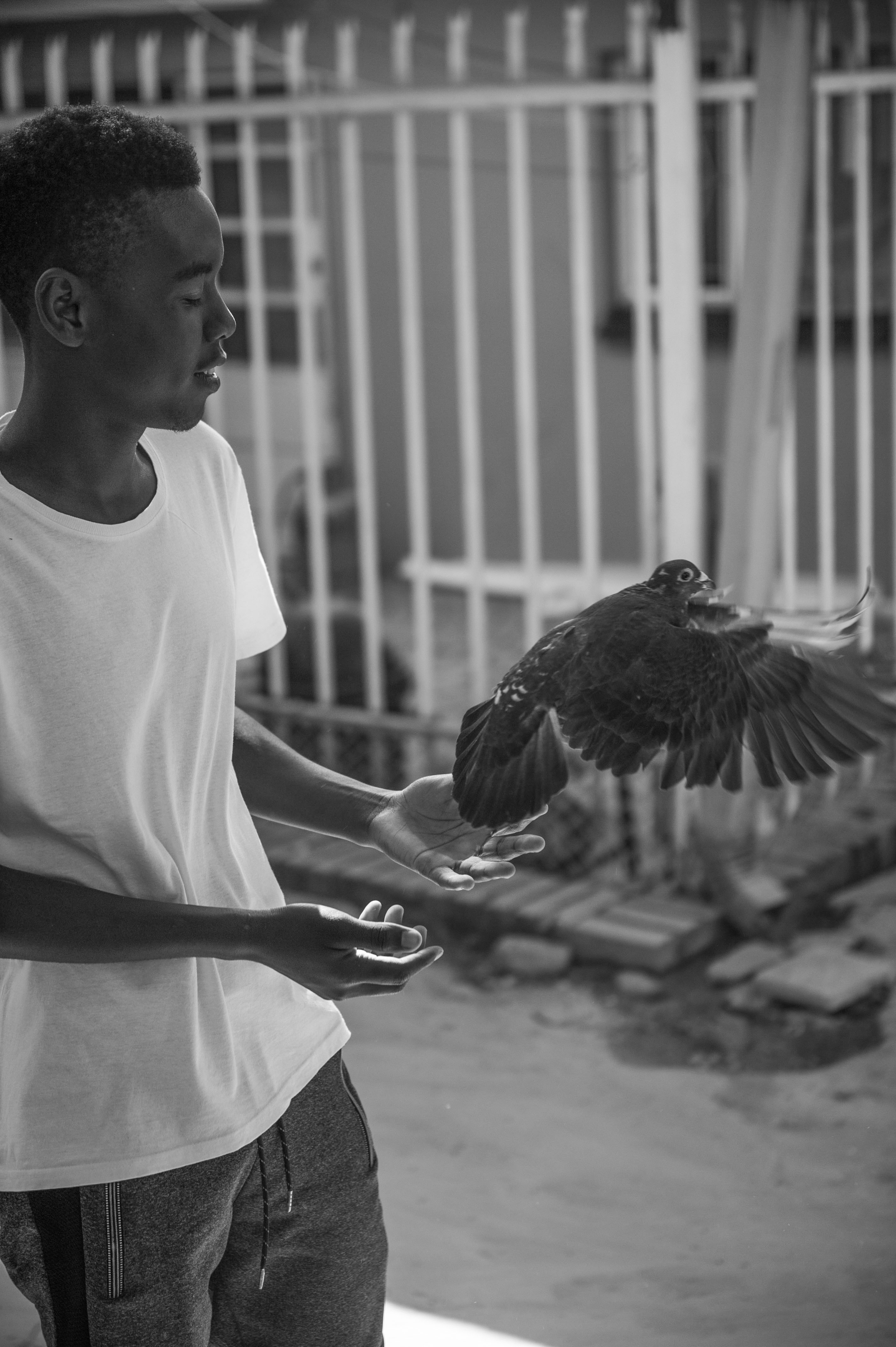 Pigeon owner and breeder Tatenda Gwaze 