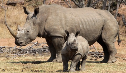 259 rhino killed this year as poachers shift focus from Kruger to KZN and private game reserves