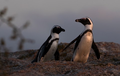 Penguins adapt their voices to sound like their companions – new study