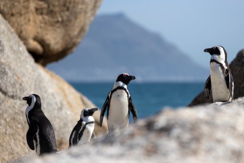 African penguins endangered by shipping noise in Algoa Bay, scientific report finds