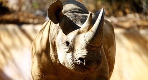 Rhino poaching declines in Africa, but white rhino in Kruger Park hardest hit