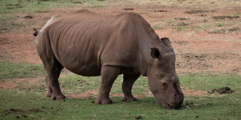 Rhino poaching on the rise, KZN focus of carnage while private sector turns the tide