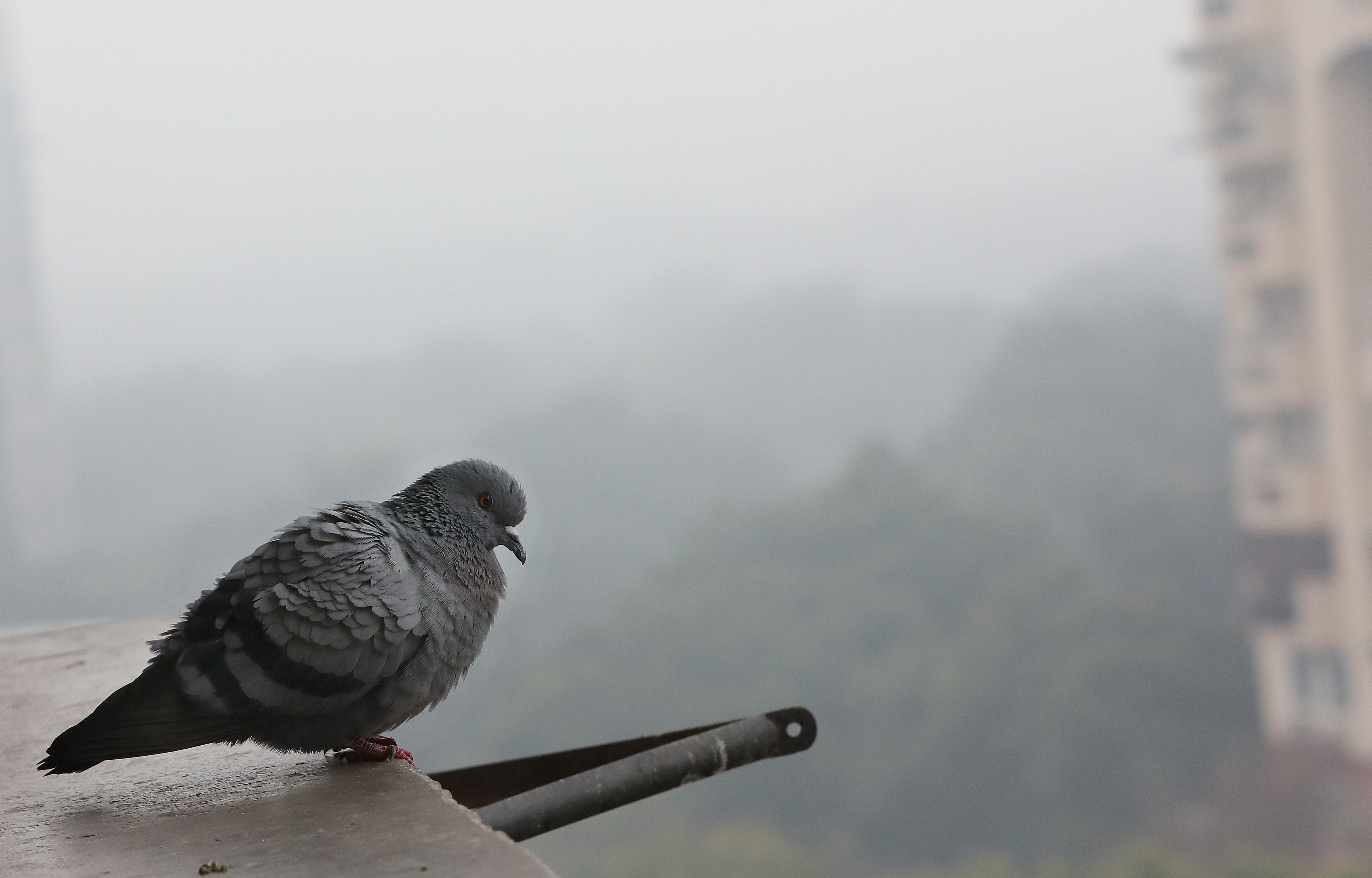 A common pigeon also known as blue rock pigeon sits on a roof during the wintry and foggy morning in New Delhi, India 05 February 2022. EPA-EFE/HARISH TYAGI