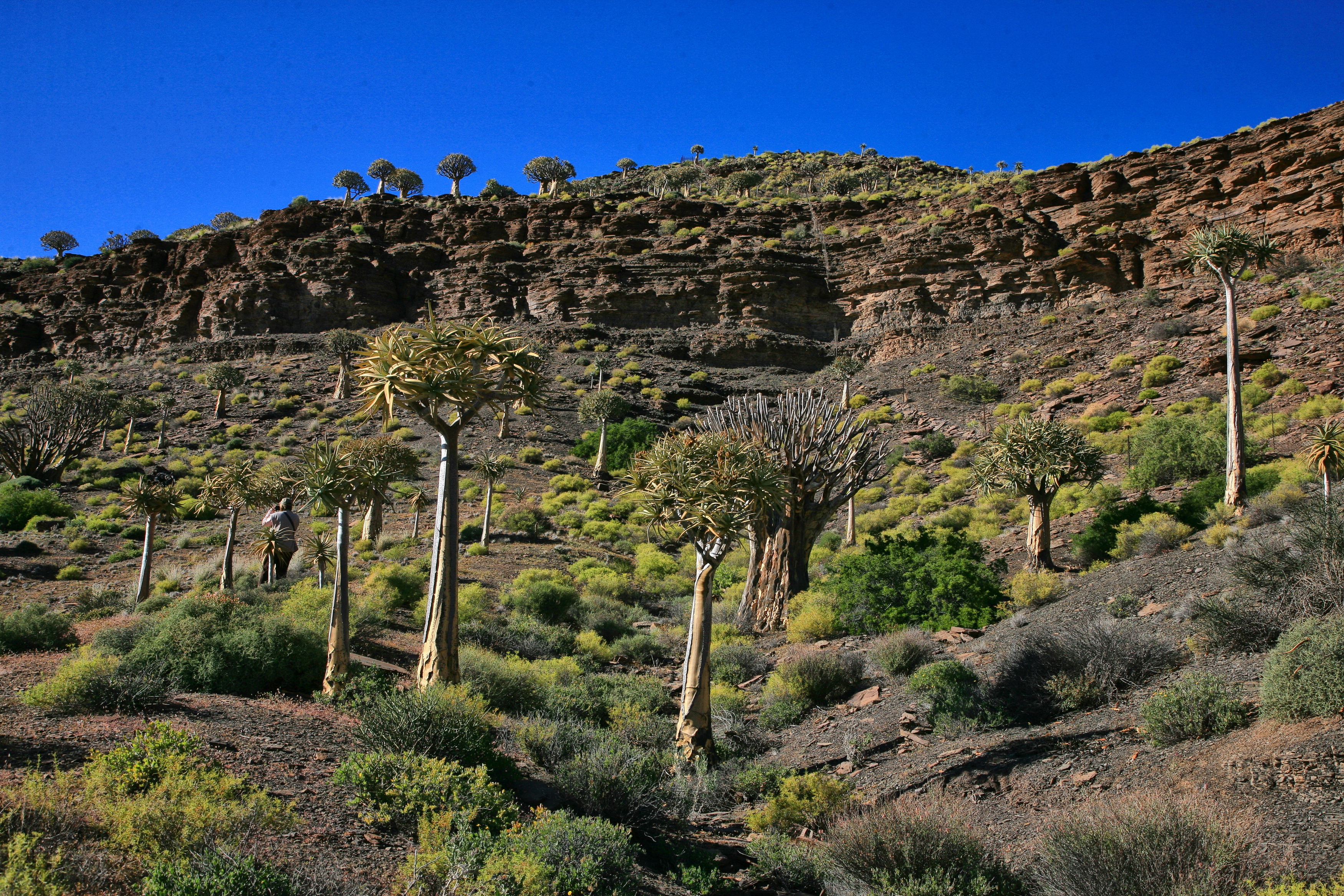 The Quiver Tree Forest between Loeriesfontein and Nieuwoudtville.