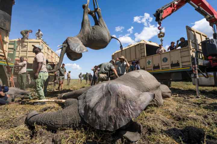 Done and dusted – SA game capture experts shift 263 elephants in four weeks