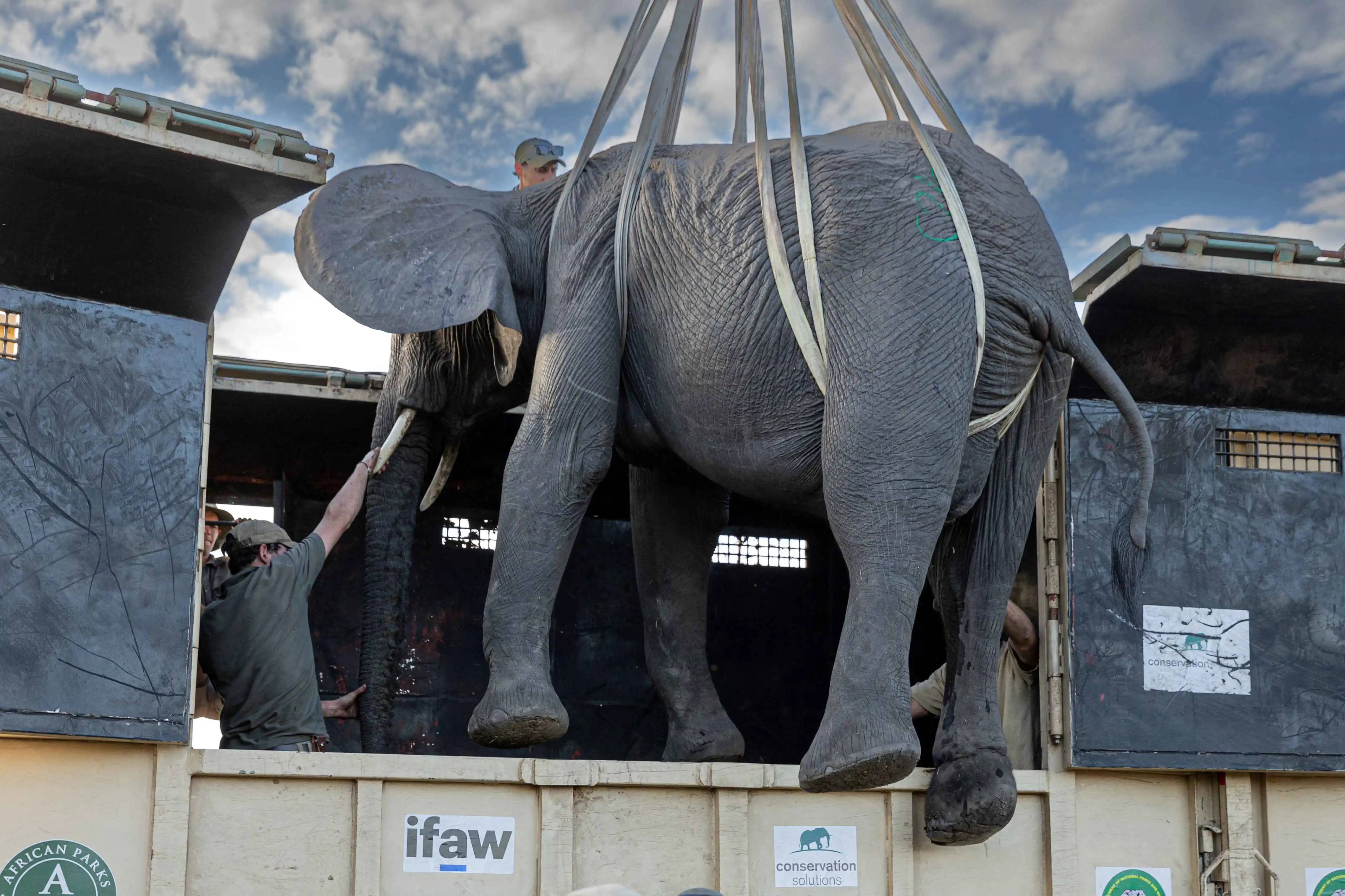elephant suspended