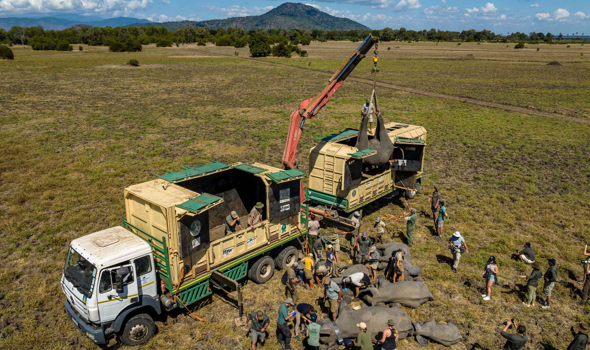 elephants loading operations