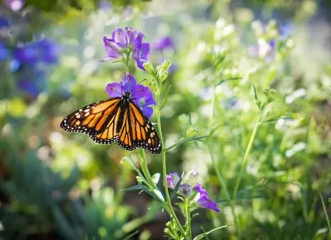 Monarch butterfly on milkweed. Image: Pixelbay