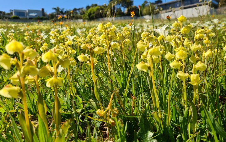 Cape Town allowing spring wildflowers to bloom in city parks vital for biodiversity