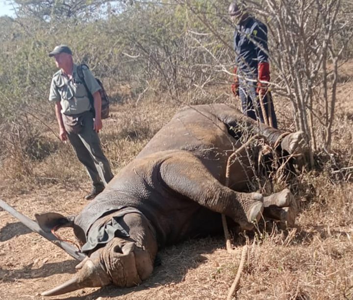Woman hurt after rhino escapes from Hluhluwe-iMfolozi in ongoing dilapidated-fencing fiasco