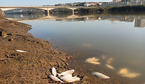 Durban’s sewage-fouled beaches closed again after dead fish wash up in Umgeni River