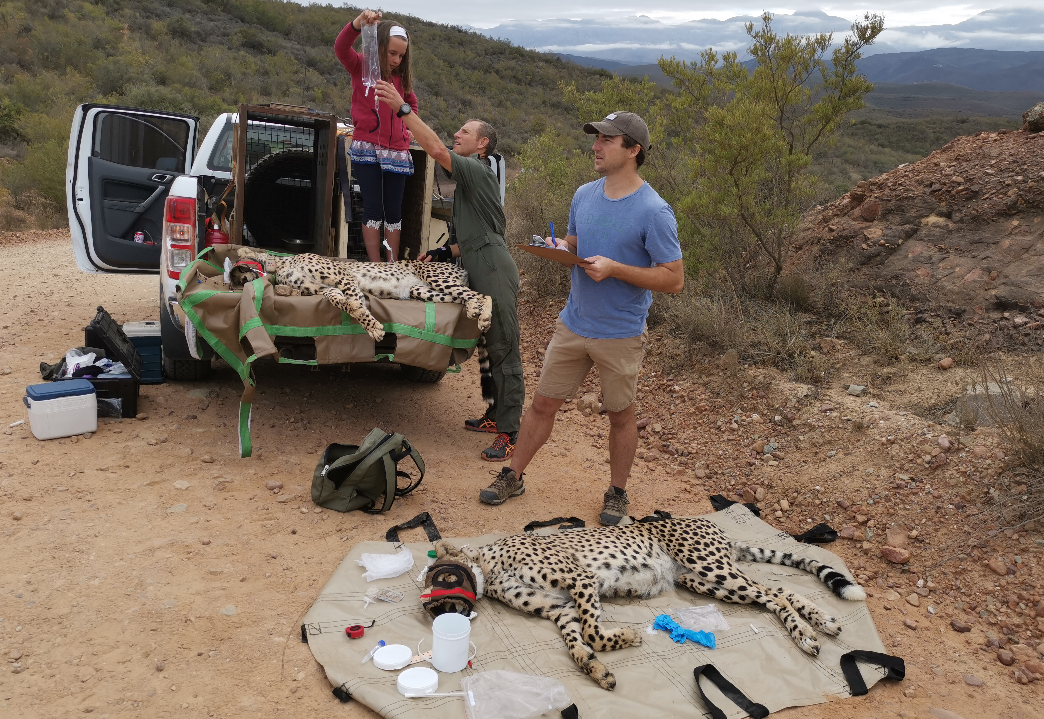 translocation, cheetahs