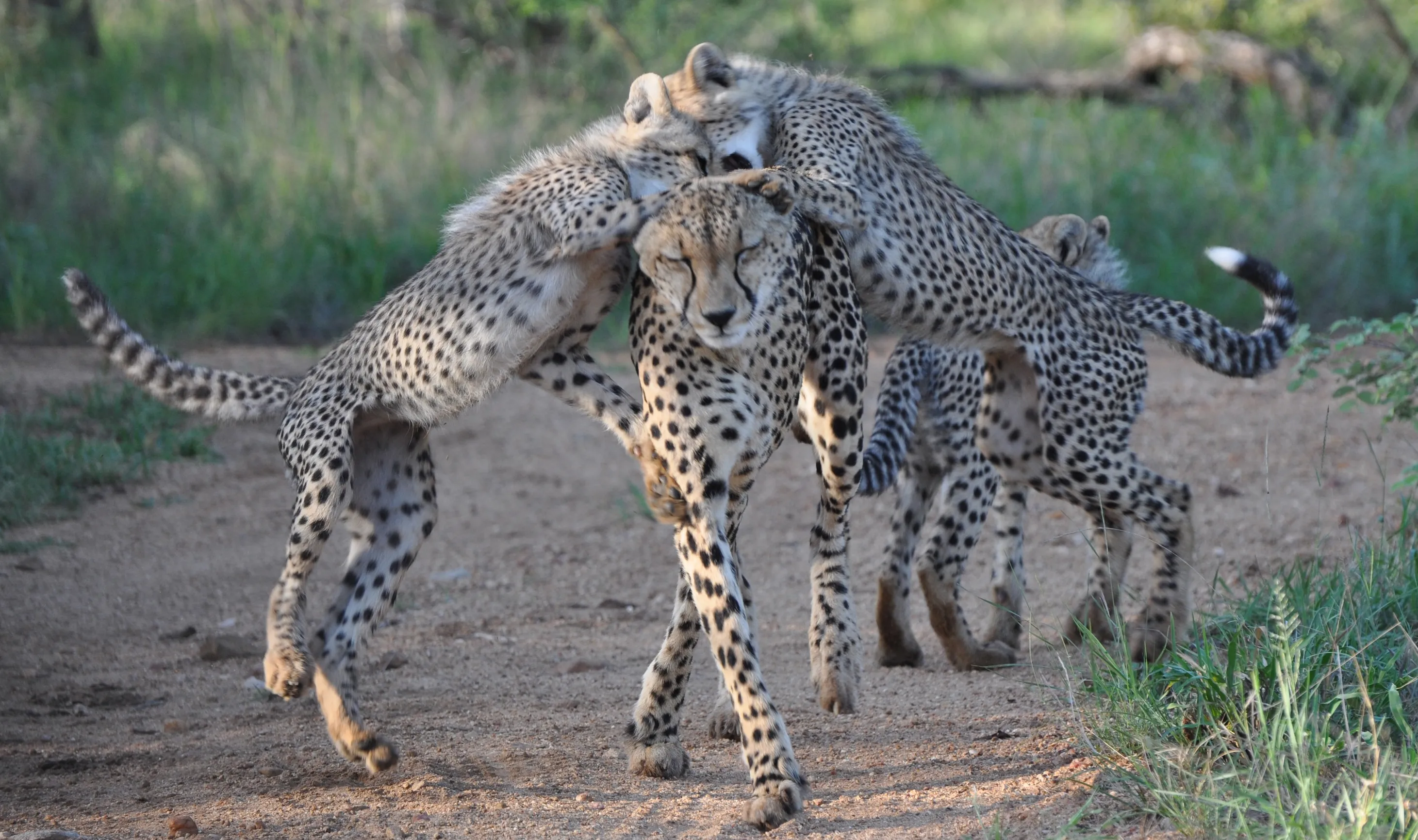 Southern African speed cats to bring extinct cheetahs b...Southern African speed cats to bring extinct cheetahs b...
