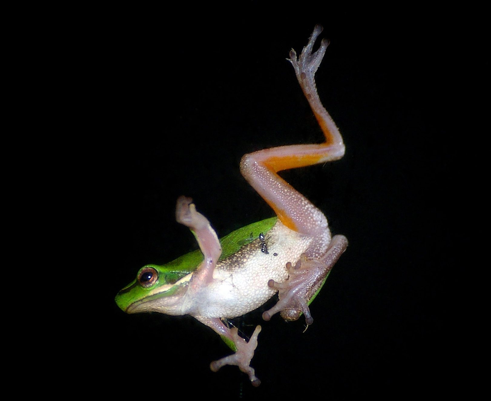 Levitating frogs and the power of playLevitating frogs and the power of play