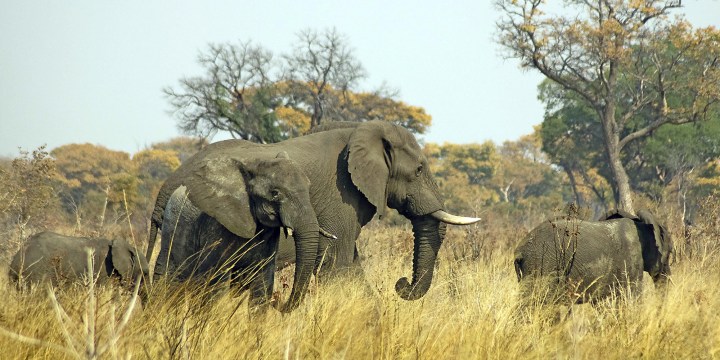 Namibian journalist slammed for ‘sensationalist’ story on elephant capture