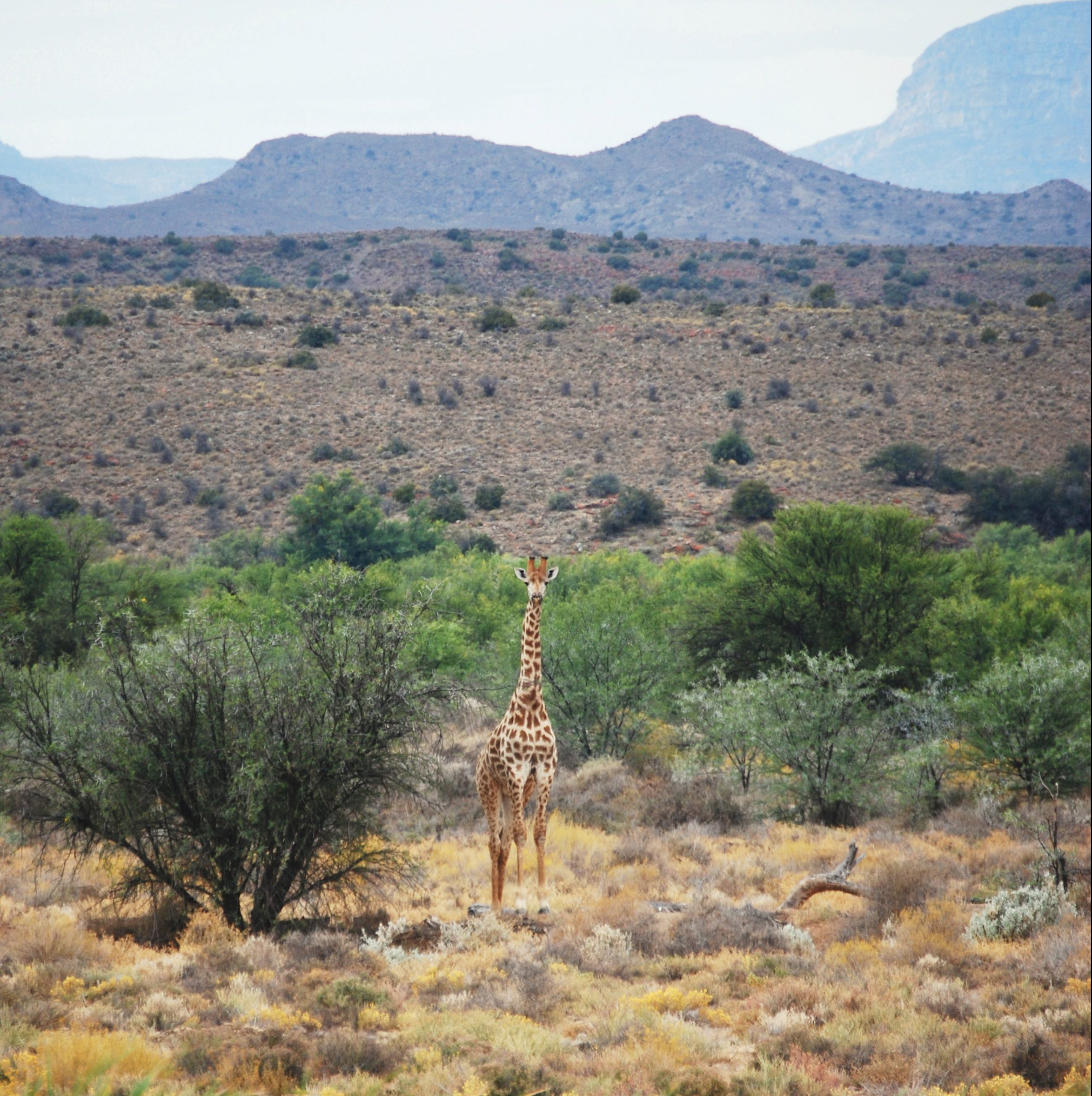 A giraffe in the Sanbona Wildlife Reserve.  Image: Gallo Images / GO!  / Francois Haasbroek