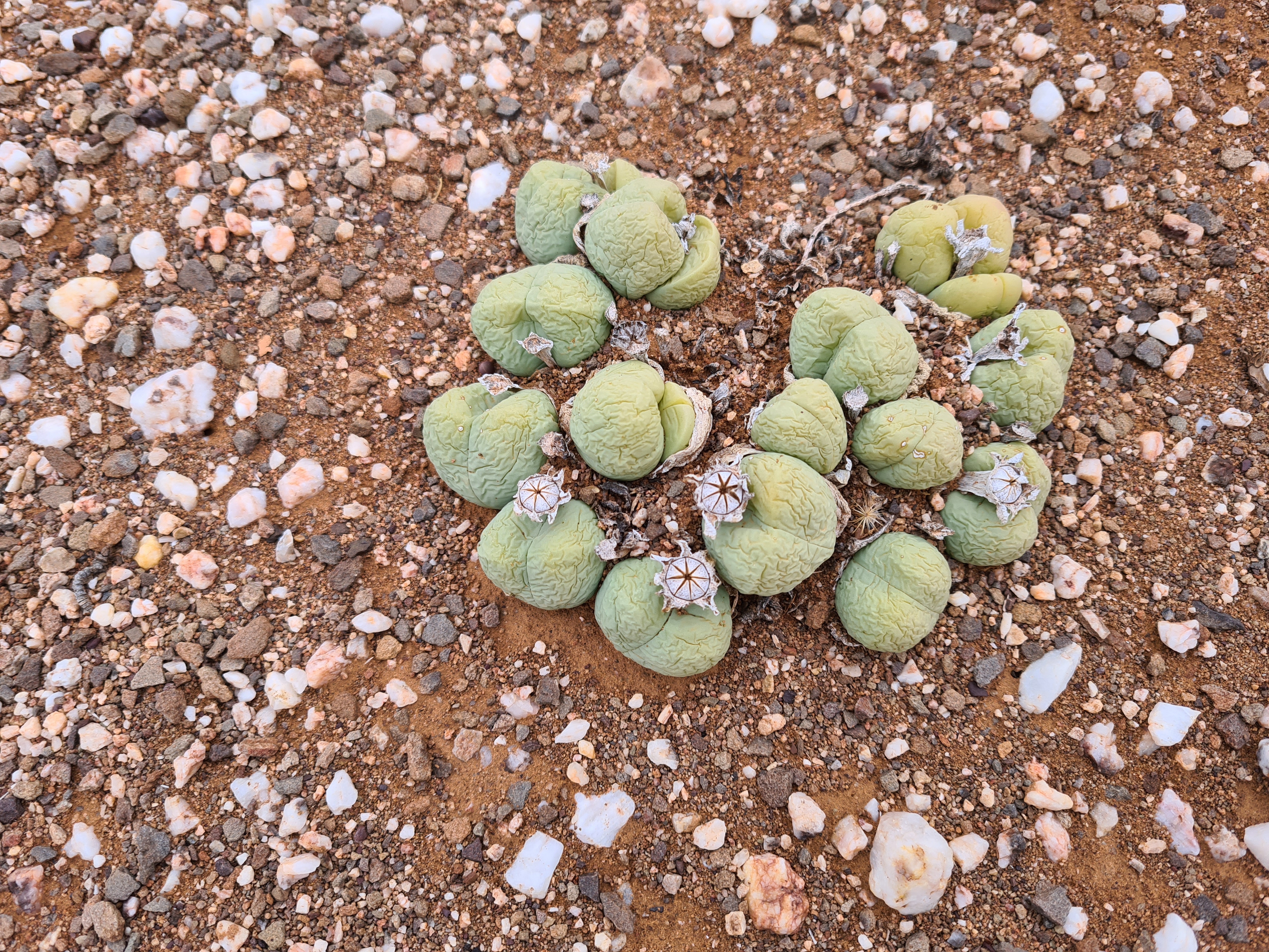 Living stone succulents.  Image: Included