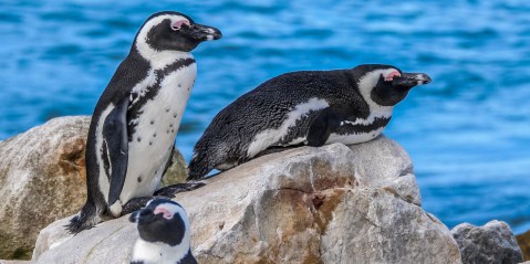 Deadly avian flu hits endangered penguin colony on Cape Peninsula