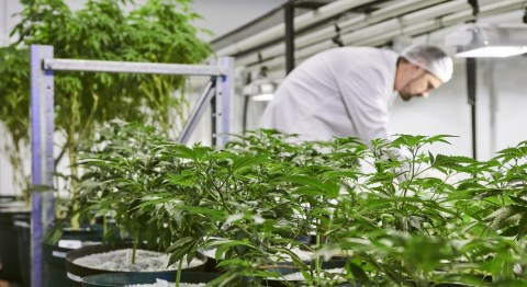 High time: SA cannabis products firm Cilo Cybin to list on JSE