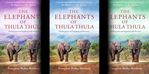 The Elephants of Thula Thula — a risky rhino rescue