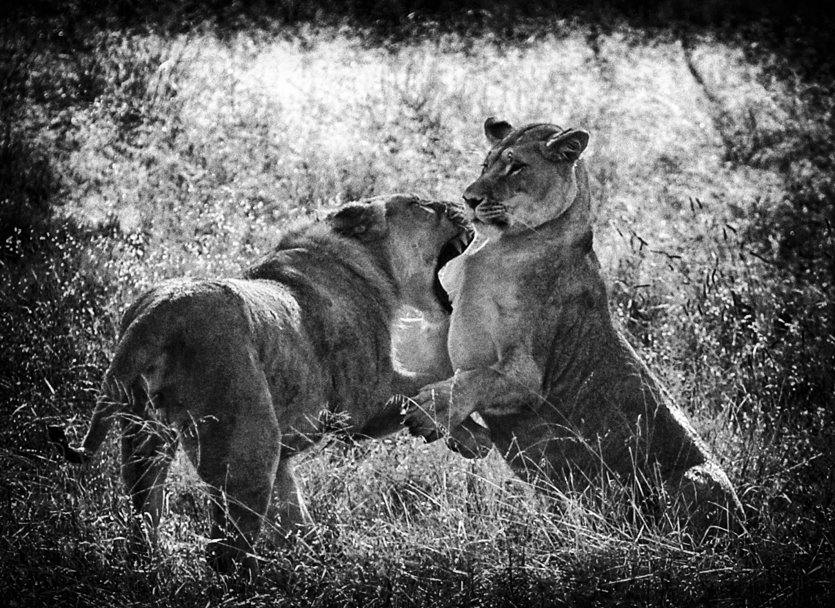 lion breeder catfight