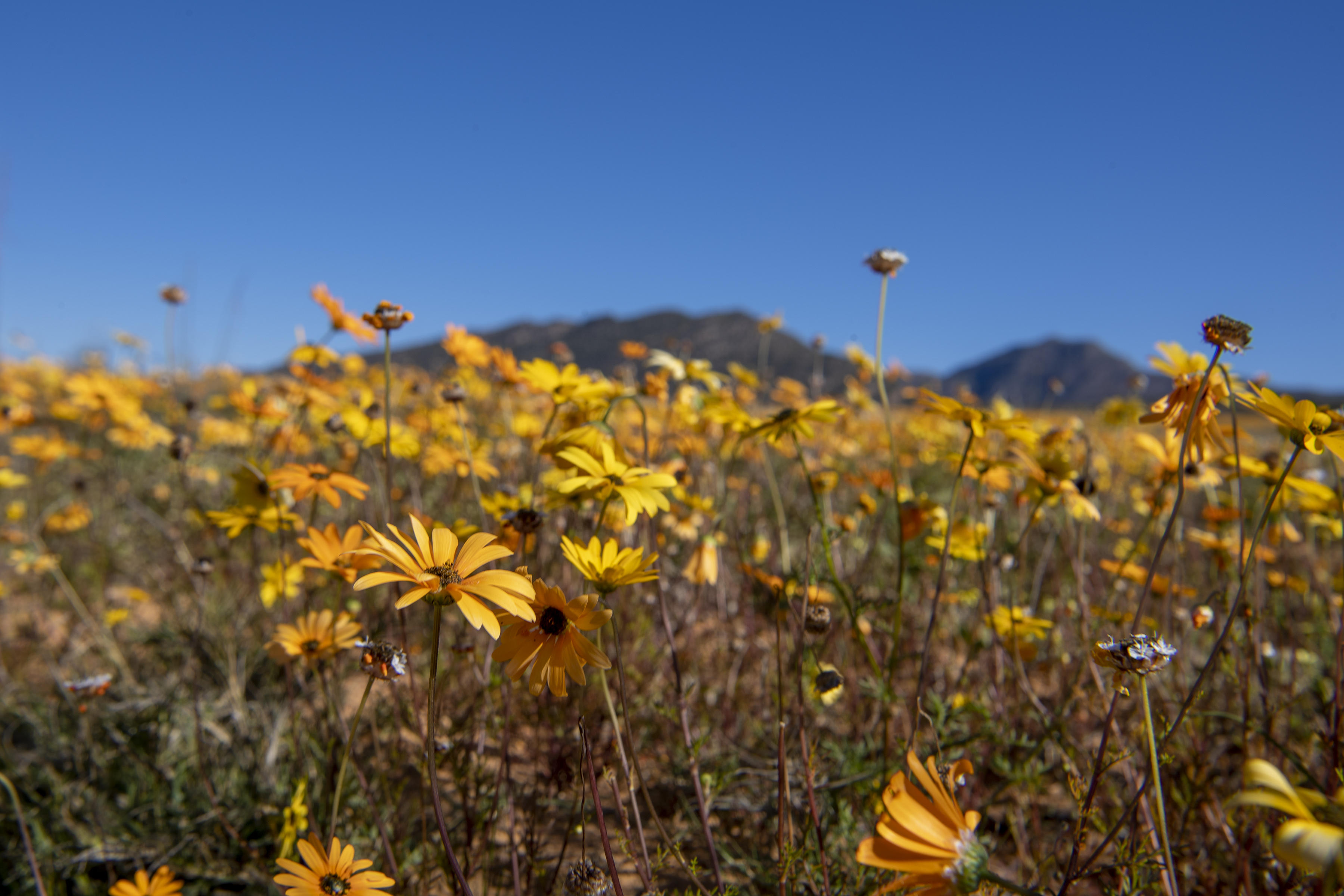 The semi-dessert wilderness, boasts brightly coloured daisies spread like carpet as the Spring season begins.