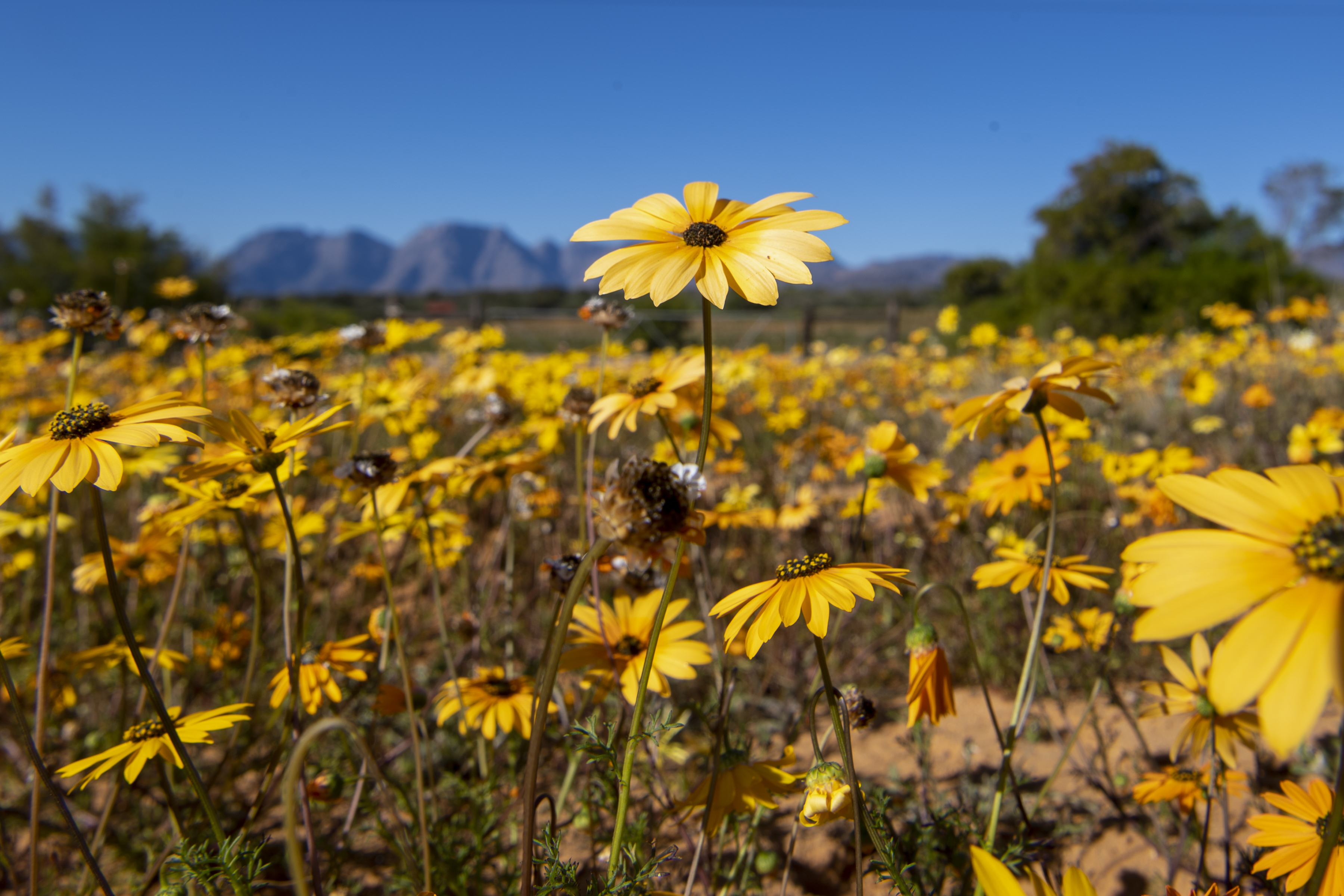Namaqualand flowers blooming near Clanwilliam, South Africa. 