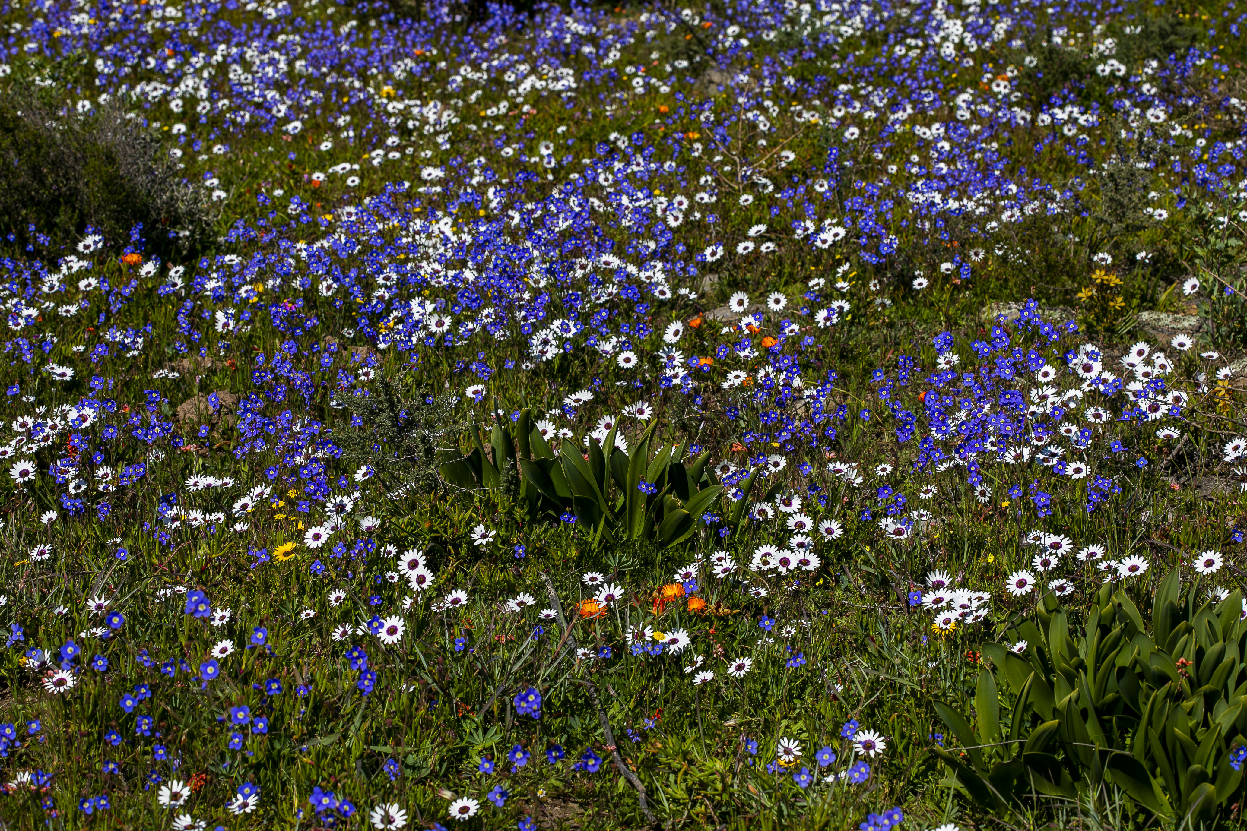 Blue sporrie blooms in the West Coast National Park on August 26, 2020 in Postberg, South Africa. Image: Gallo Images / Jacques Stander