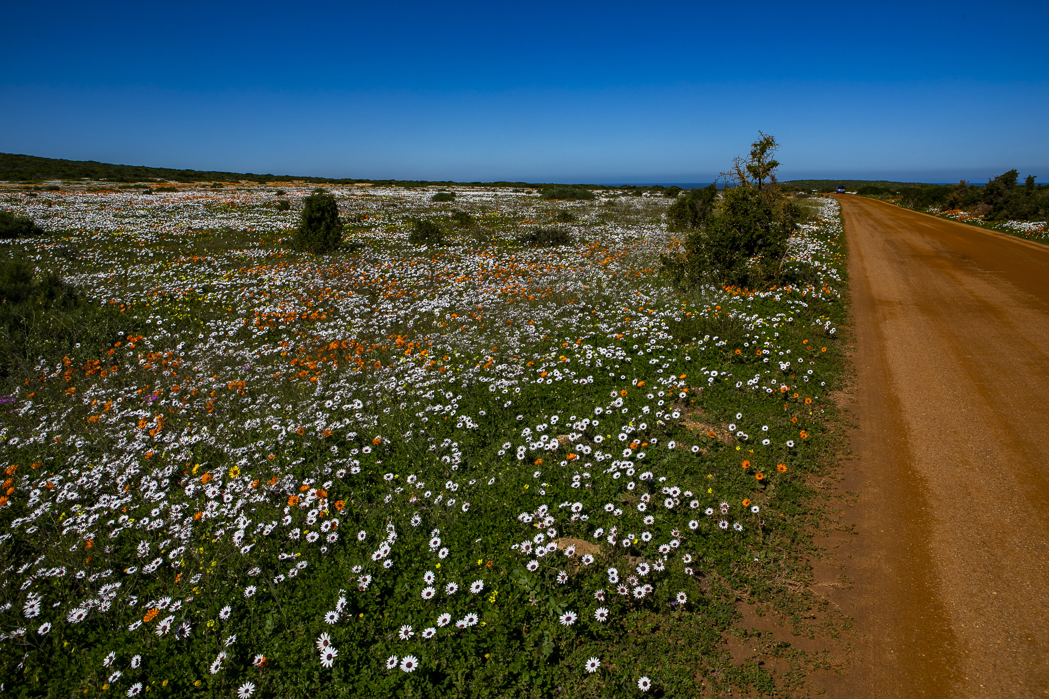 Fields of flowers in the West Coast National Park on August 26, 2020 in Postberg, South Africa. 