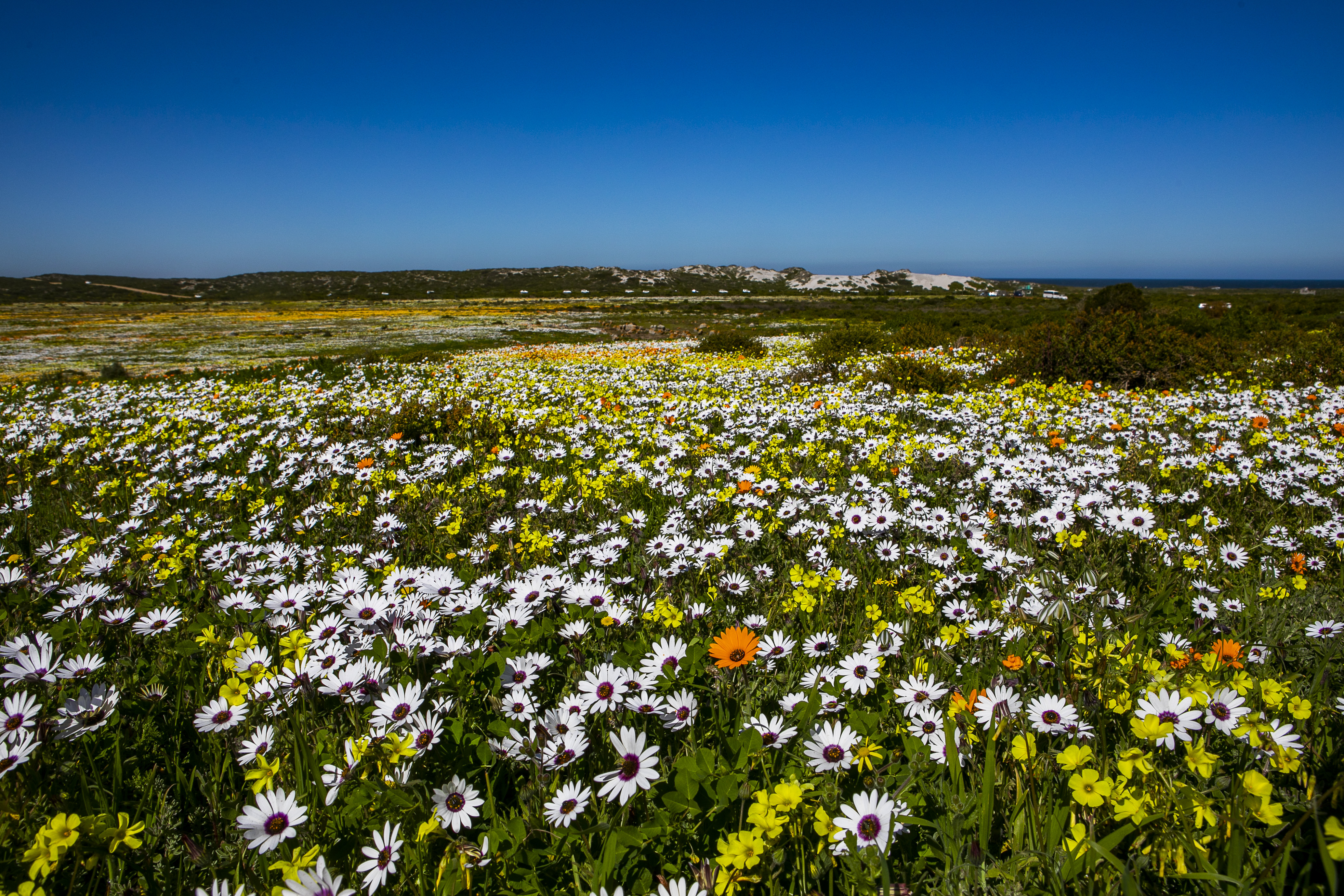 Fields of flowers in Postberg, South Africa. 