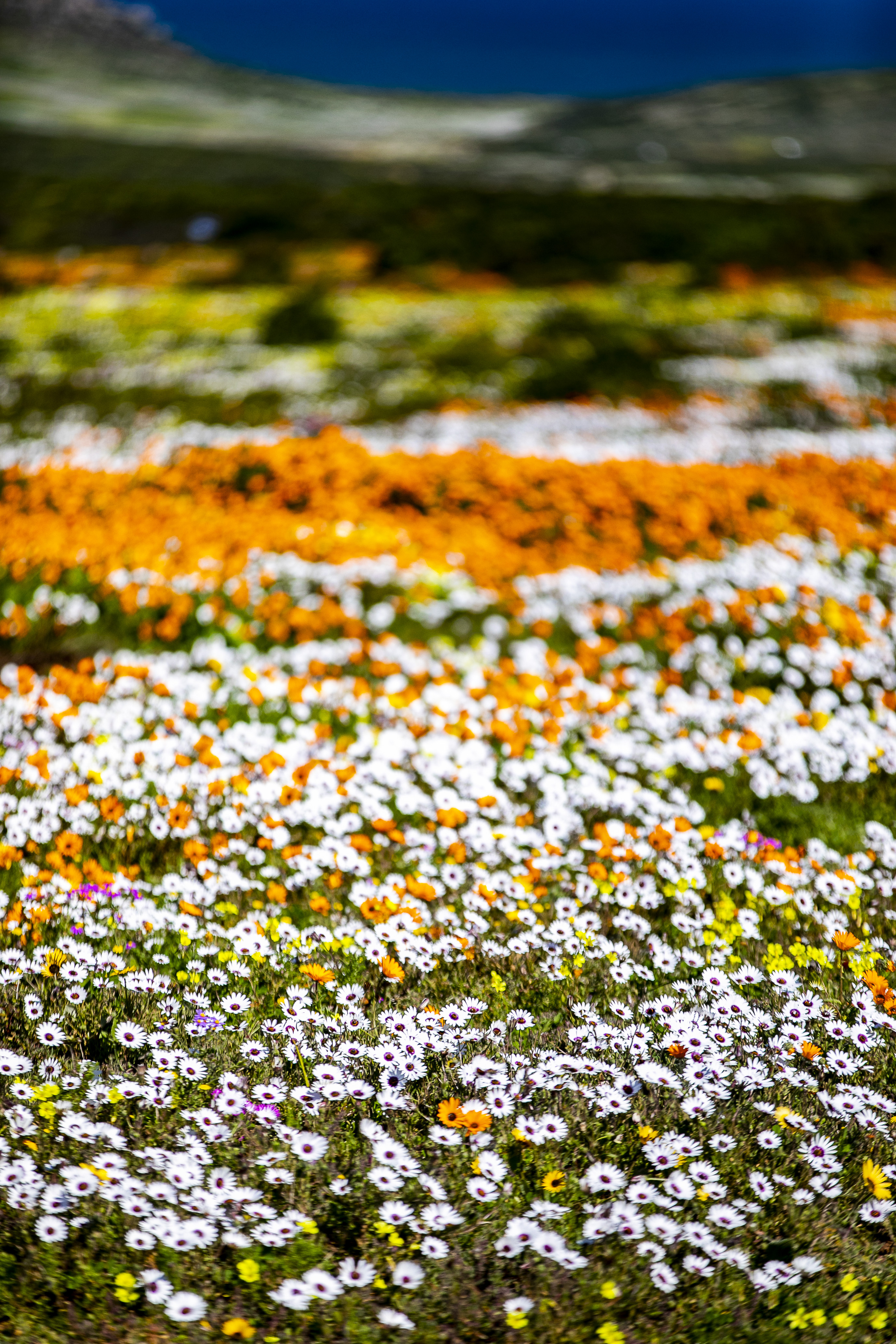 Fields of flowers appear out of dry conditions of the West Coast National Park on August 26, 2020 in Postberg, South Africa.