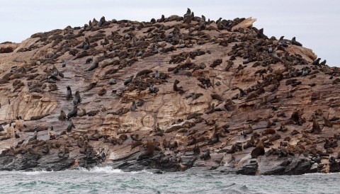 Flipper traces reveal the presence of ancient seals on South Africa’s coast