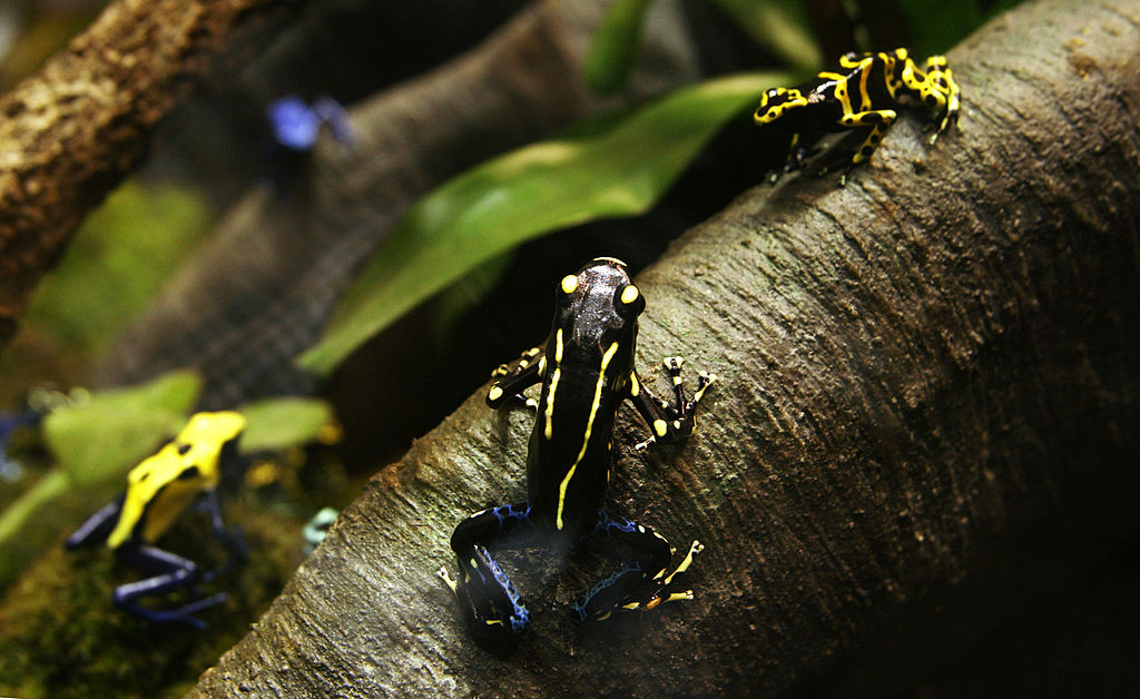 Dart Poison Frogs appear at a sneak preview of "Frogs: A Chorus of Colors" at the American Museum of National History May 25, 2004 in New York City. 
