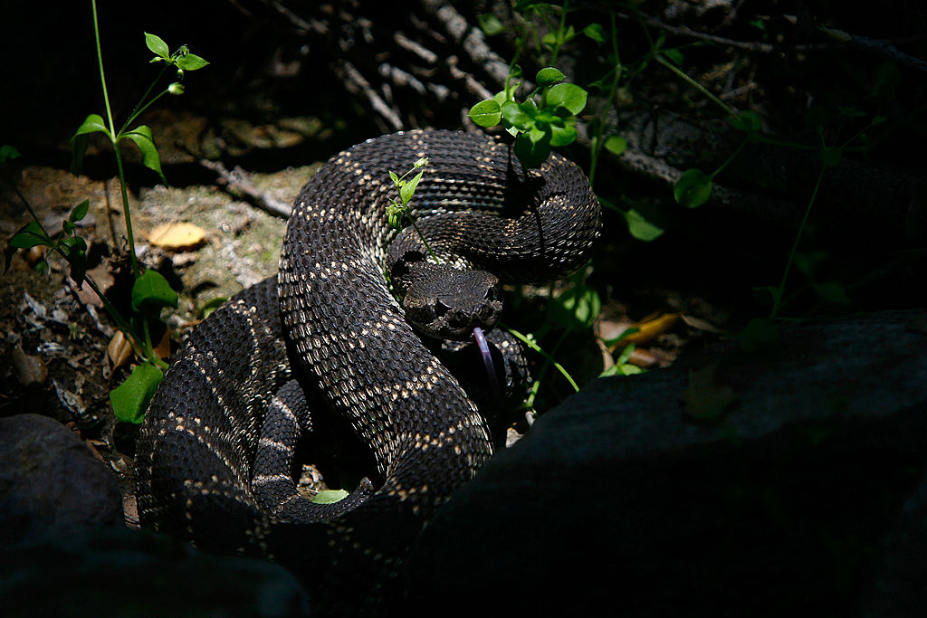 A venomous southern Pacific rattlesnake tastes the air in Santa Ynez Canyon in Topanga State Park on May 21, 2008 in Los Angeles, California. 