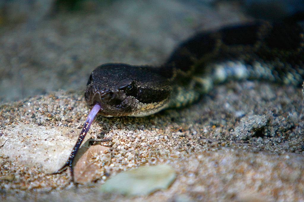 A venomous southern Pacific rattlesnake tastes the air in Santa Ynez Canyon in Topanga State Park on May 21, 2008 in Los Angeles, California