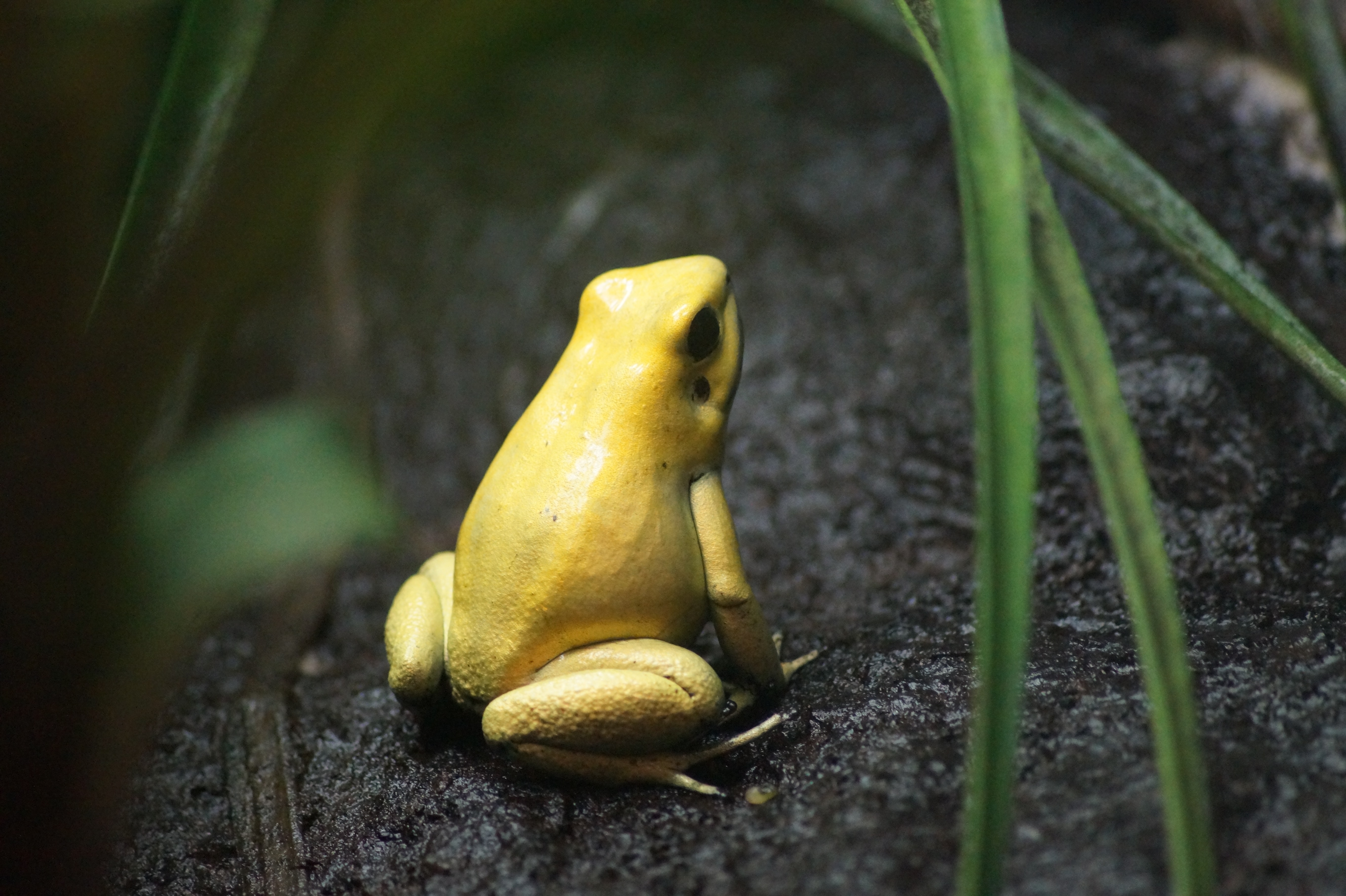 Golden poisonous frog.