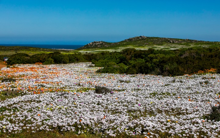 Flower season – exploring the blooms of the West Coast and Namaqualand